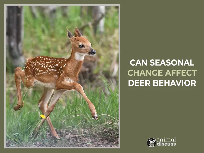 Can Seasonal Change Affect Deer Behavior