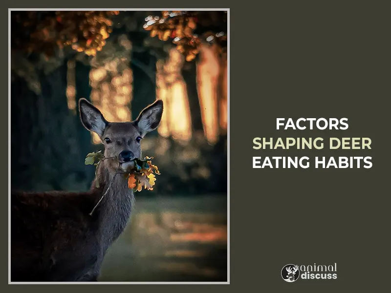 Factors Influencing Deer’s Eating Habits