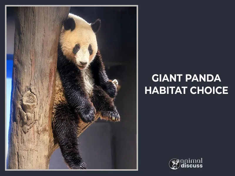 Giant Panda Habitat Choice