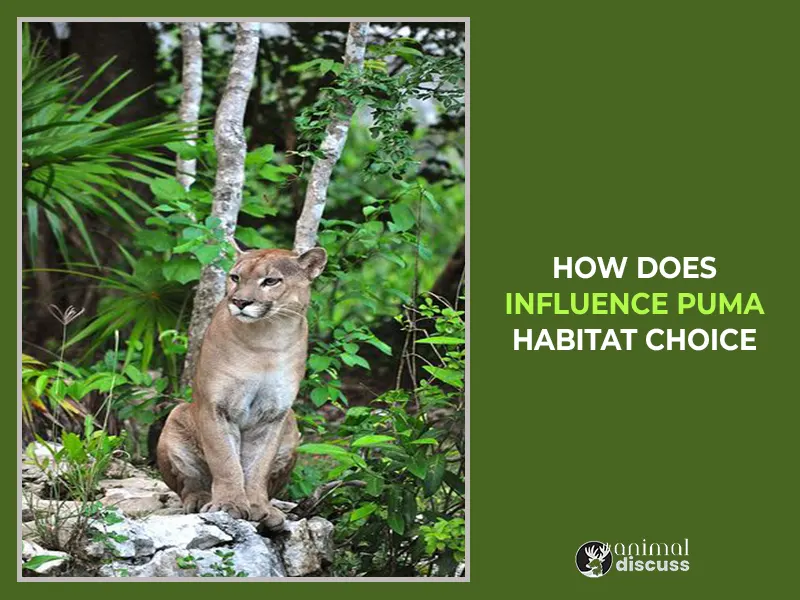 How Does Location Influence Puma Habitat Choice