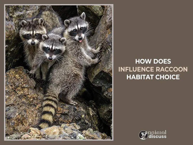 How Does Location Influence Raccoon Habitat Choice