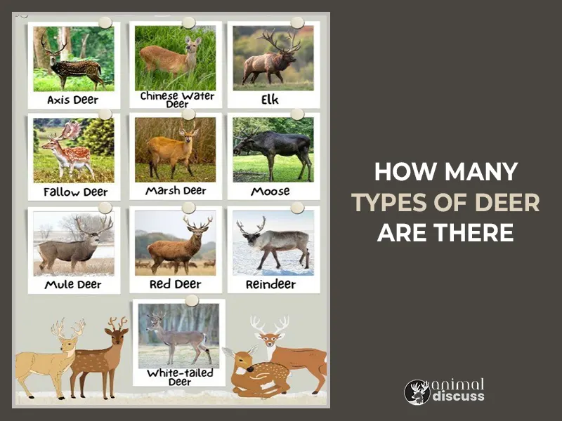 How Many Types Of Deer Are There