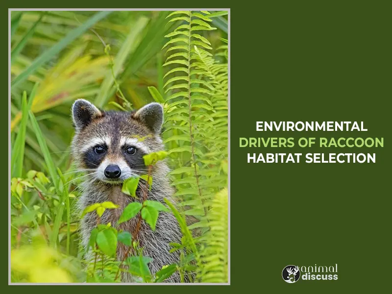 Environmental Drivers of Raccoon Habitat Selection