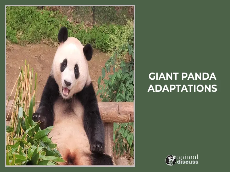 Giant Panda Adaptations