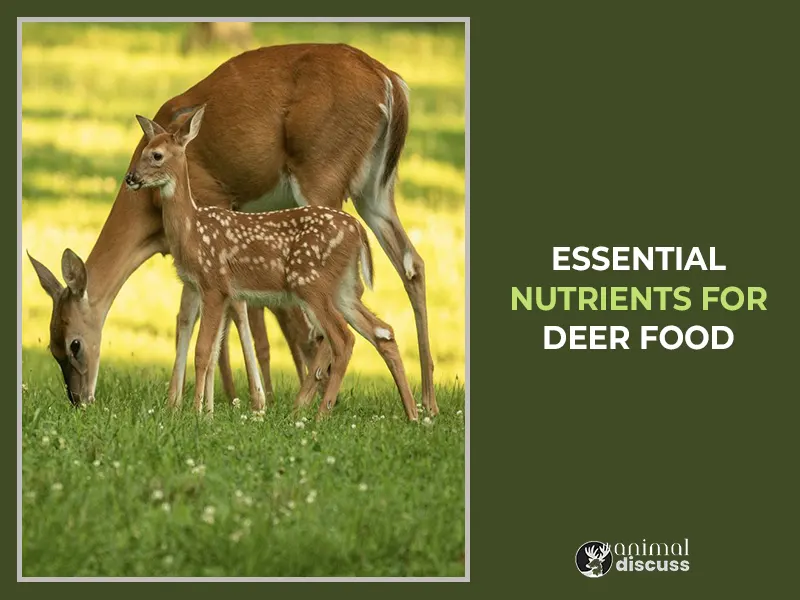 Necessary Nutrients While Deer Consuming Food