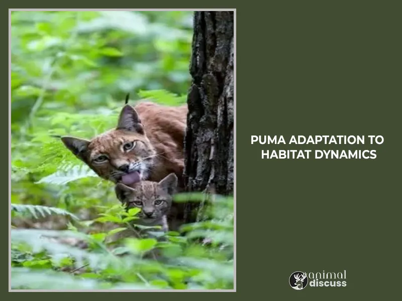 Puma Adaptation to Habitat Dynamics