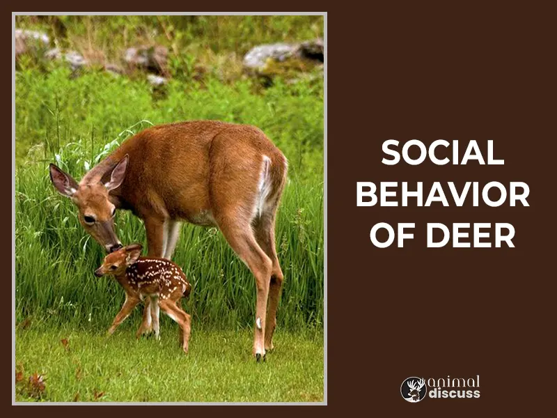 Social Behavior of Deer