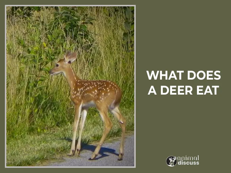 What Does A Deer Eat
