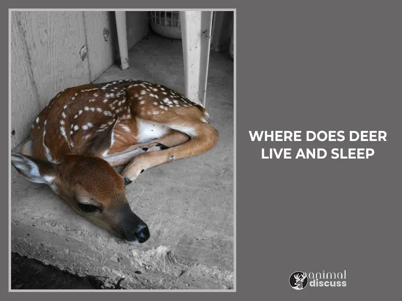 Where Does Deer Live And Sleep