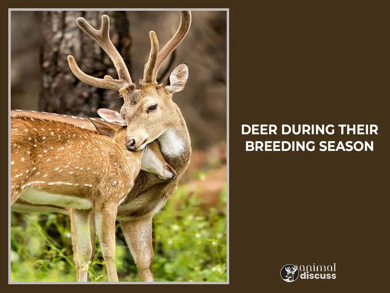 Behavioral Facts of Deer During Their Breeding Season