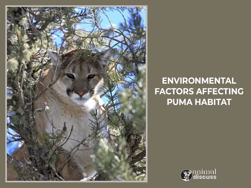 Environmental Factors Affecting Puma Habitat