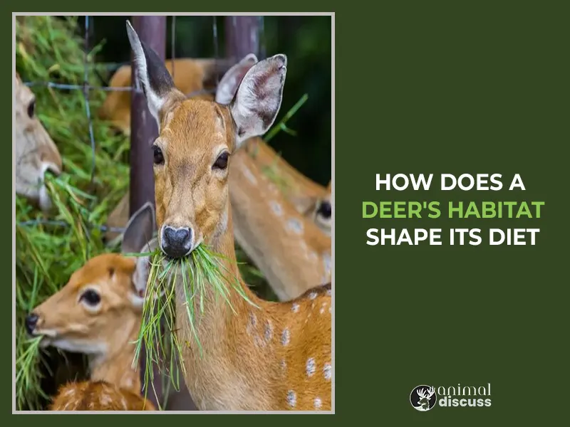 How Does the Habitat of Deer Influence What it Eats