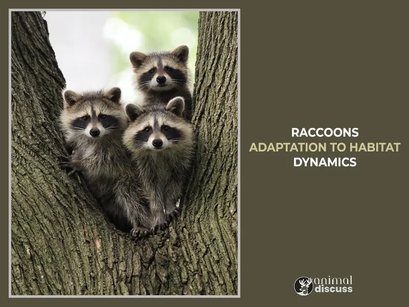 Raccoons Adaptation to Habitat Dynamics