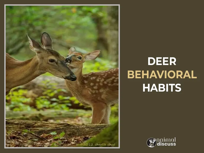 What Are The Behavioral Habits Of Deer