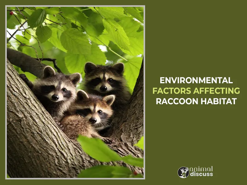 Environmental Factors Affecting Raccoon Habitat