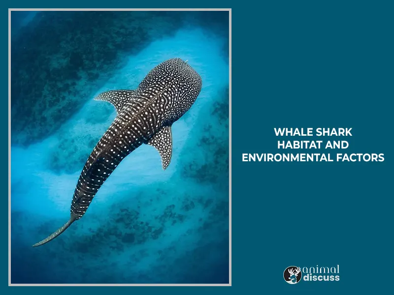 Environmental Factors Affecting Whale Shark Habitat