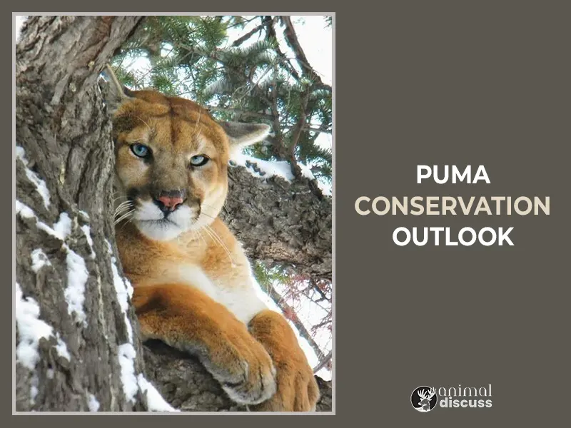 Puma Conservation Outlook