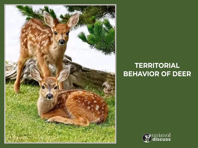 Territorial Behavior of Deer