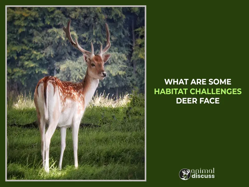 What Are Some Habitat Challenges Deer Face