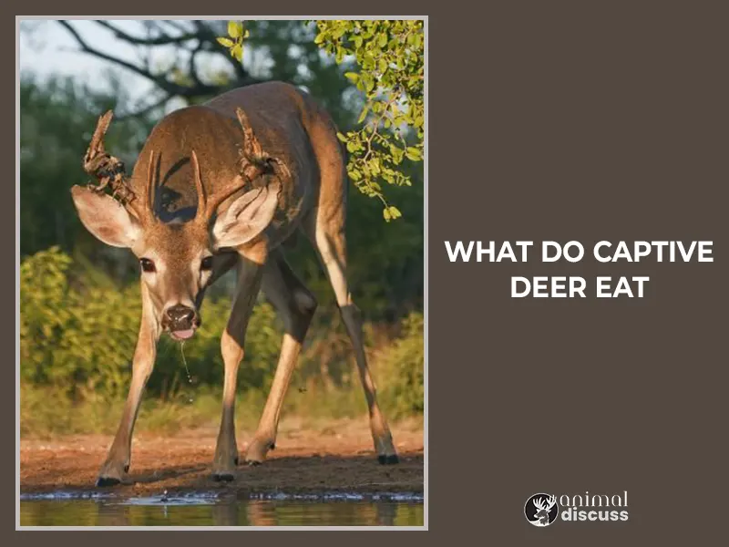 What Do Captive Deer Eat