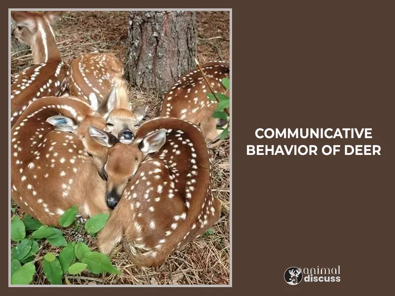 Communicative Behavior of Deer