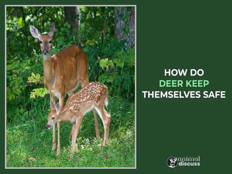 How Do Deer Keep Themselves Safe