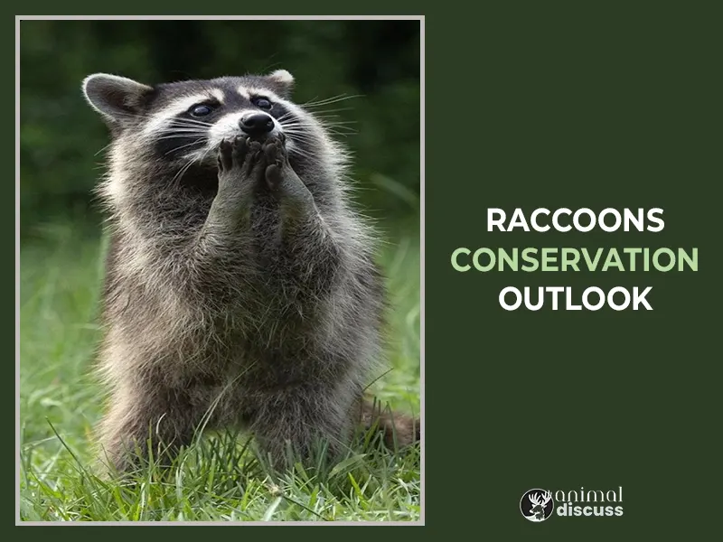 Raccoons Conservation Outlook