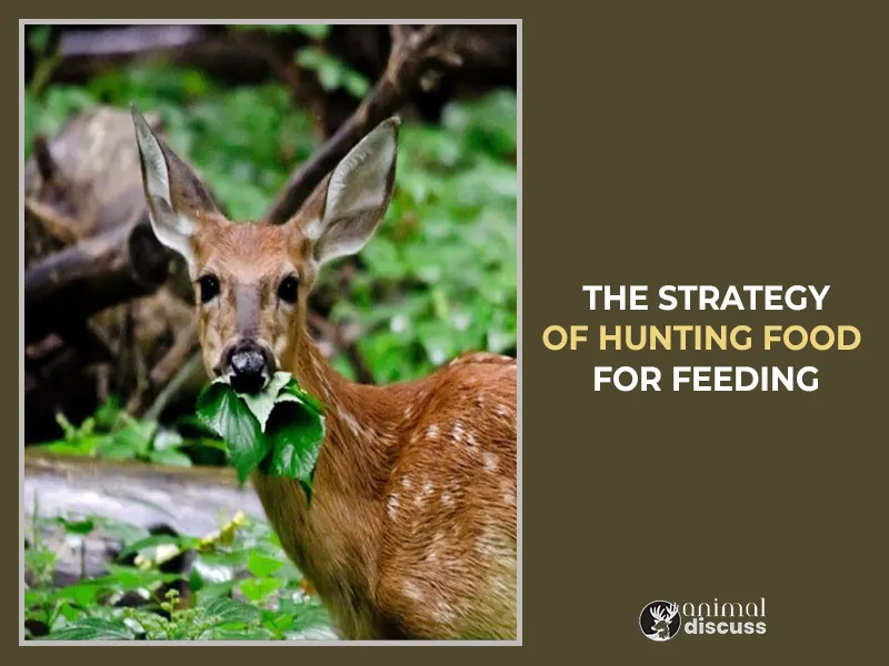 The Strategy of Hunting Food for Feeding