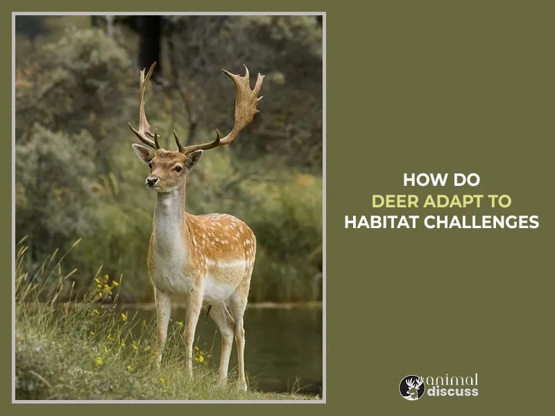What are the Adaptive Strategies of Deer to Face Habitat Challenges