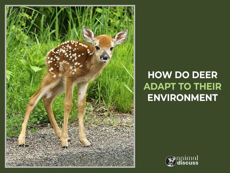 How Do Deer Adapt to Their Environment