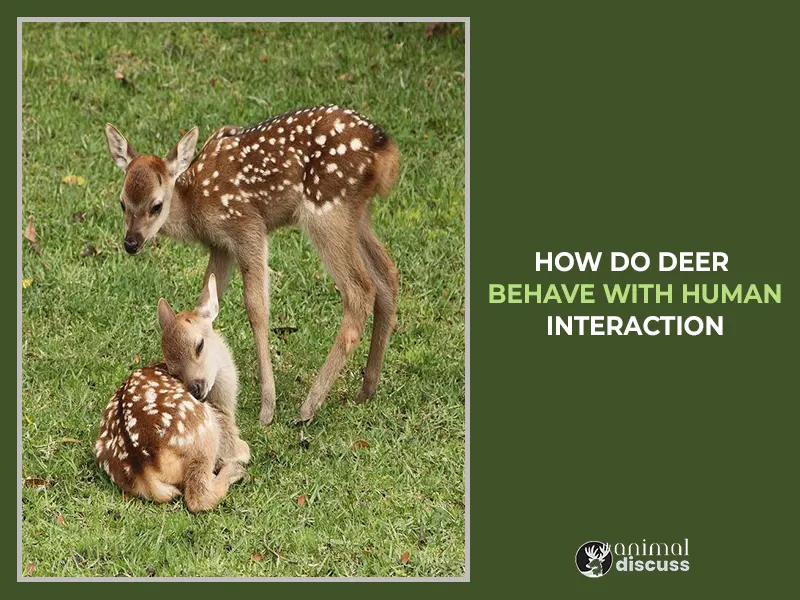 How Do Deer Behave with Human Interaction