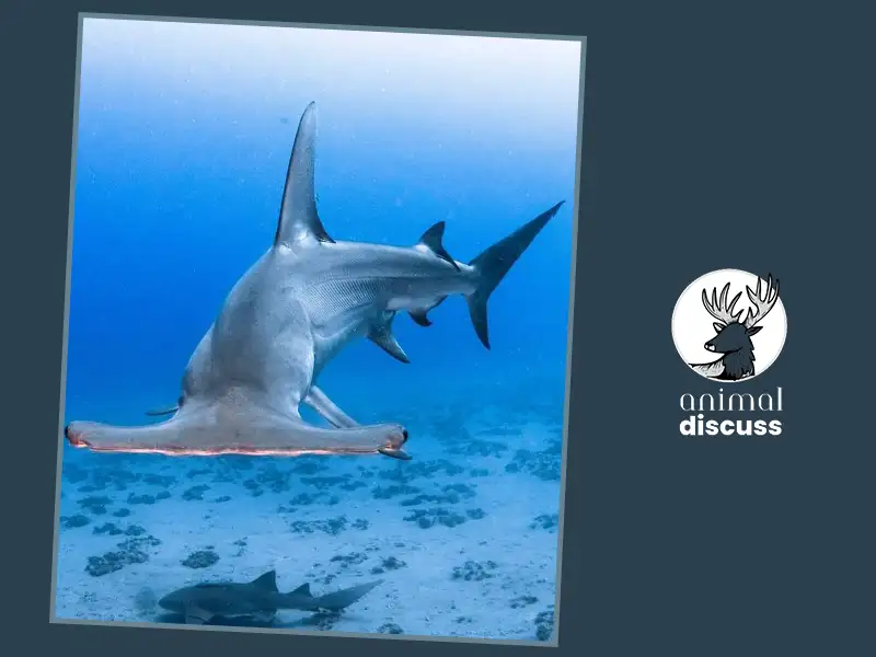 Conservation And Threats of Hammerhead Sharks