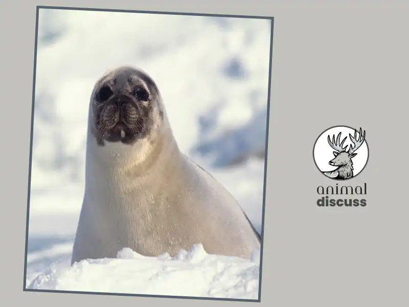 Conservation Of Harp Seal