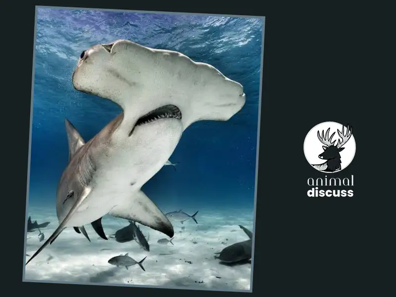 Ecological Significance of Hammerhead Sharks