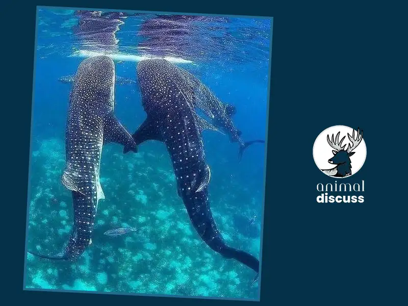 Environmental Influence on Whale Sharks’ Diet