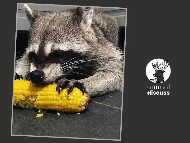 Factor Influencing Food Habits of Raccoons