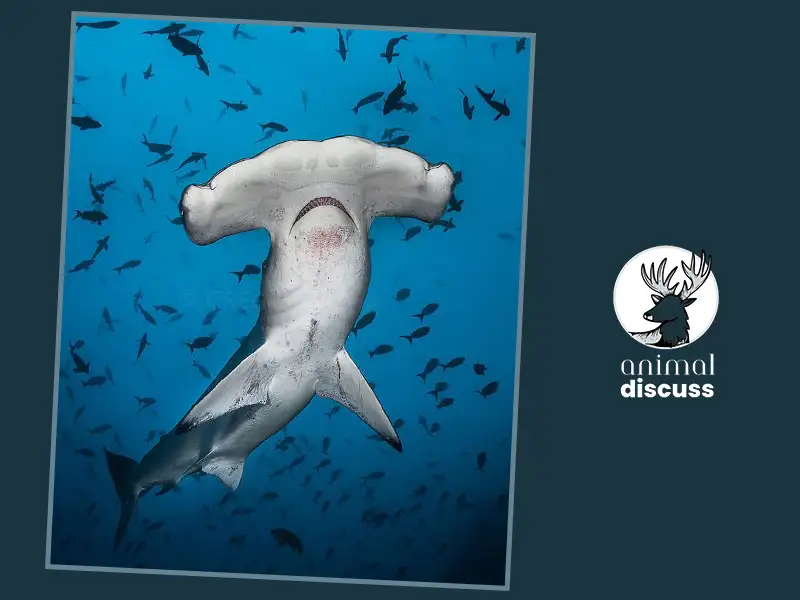 Hammerhead Shark: Underwater Acrobat and Hunter