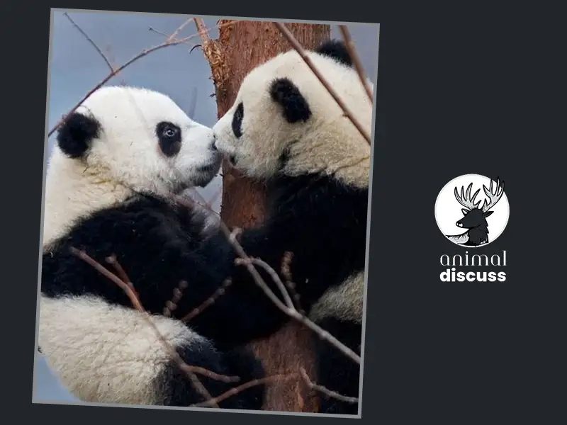 How Do Pandas Communicate