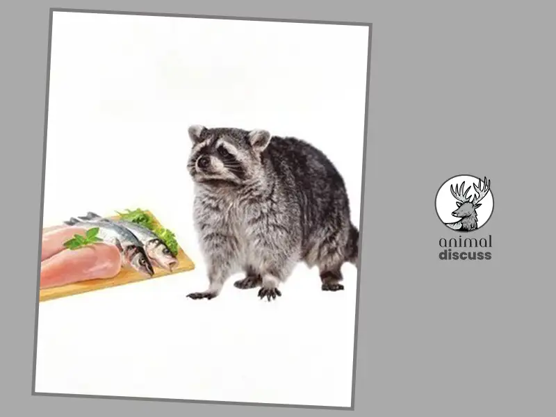 Interesting Facts about Raccoons’ Eating Habits