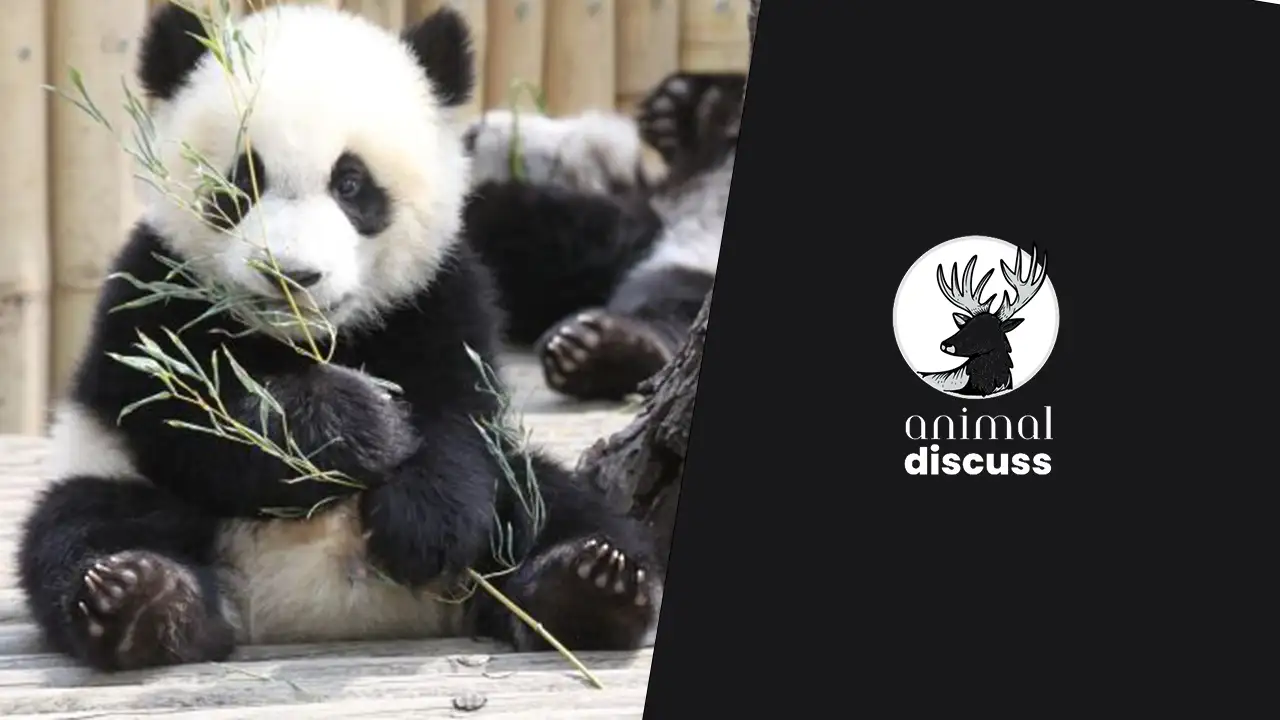 Panda Foods And Diet Habits: What Do Panda Eat? - Animal Discuss