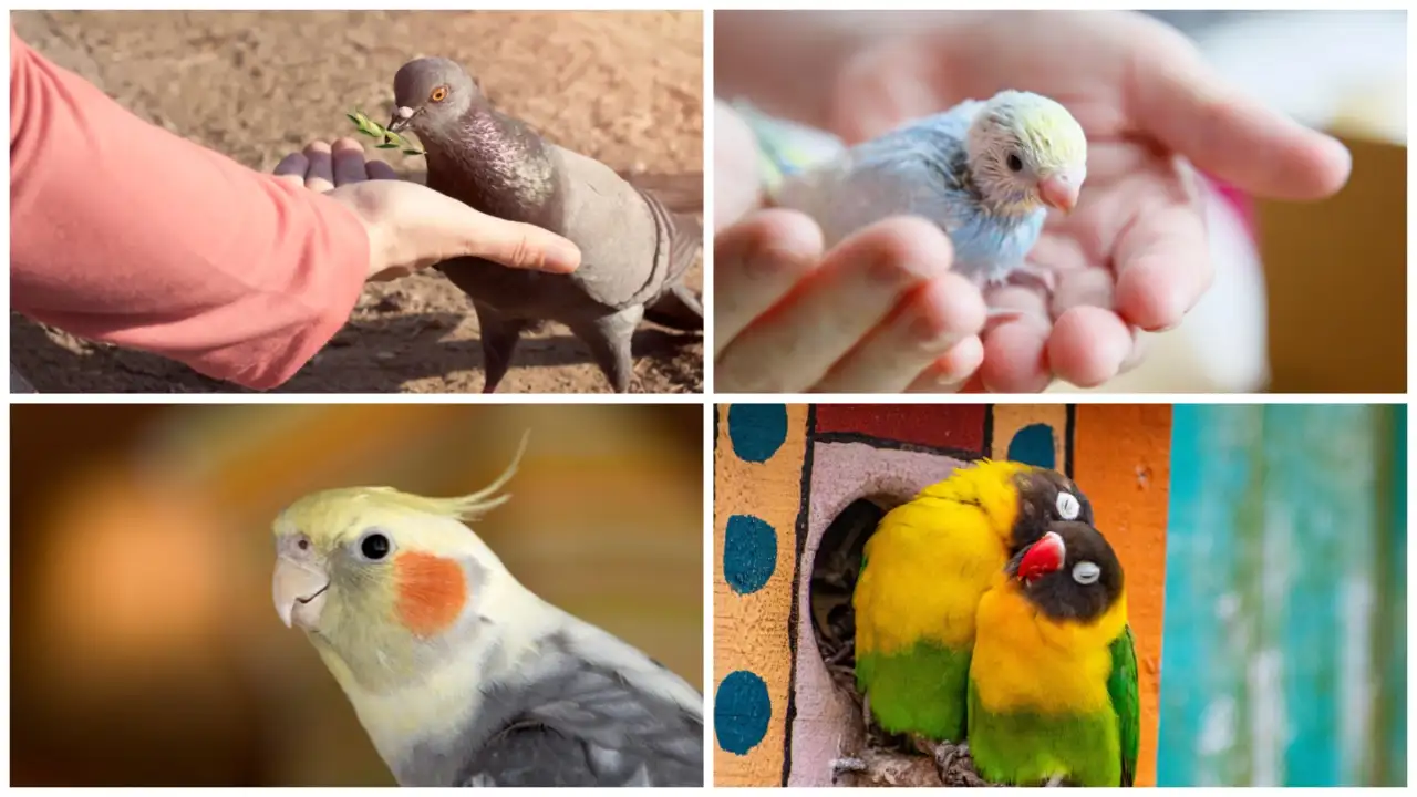 Pet Birds for pet animal page