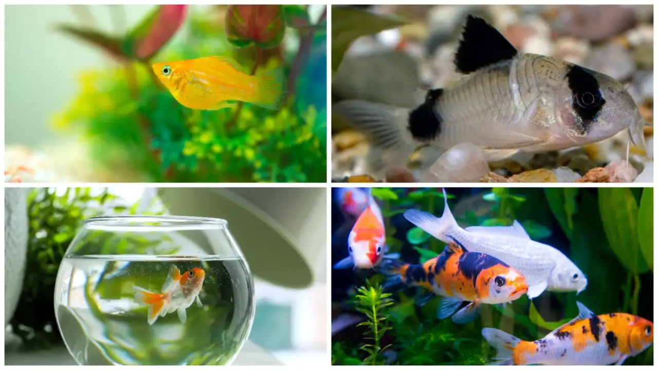 Pet Fishes for pet animal page