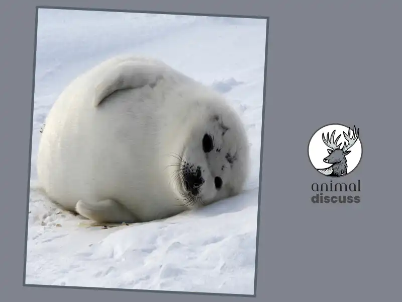 What Are the Behavioral Habits of Harp Seals