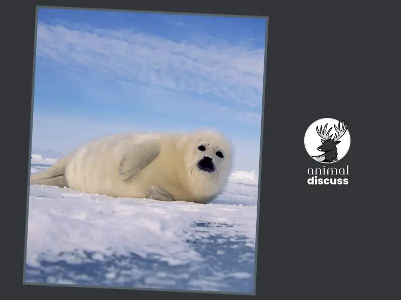 What Are the Food Habits of Adult Harp Seals