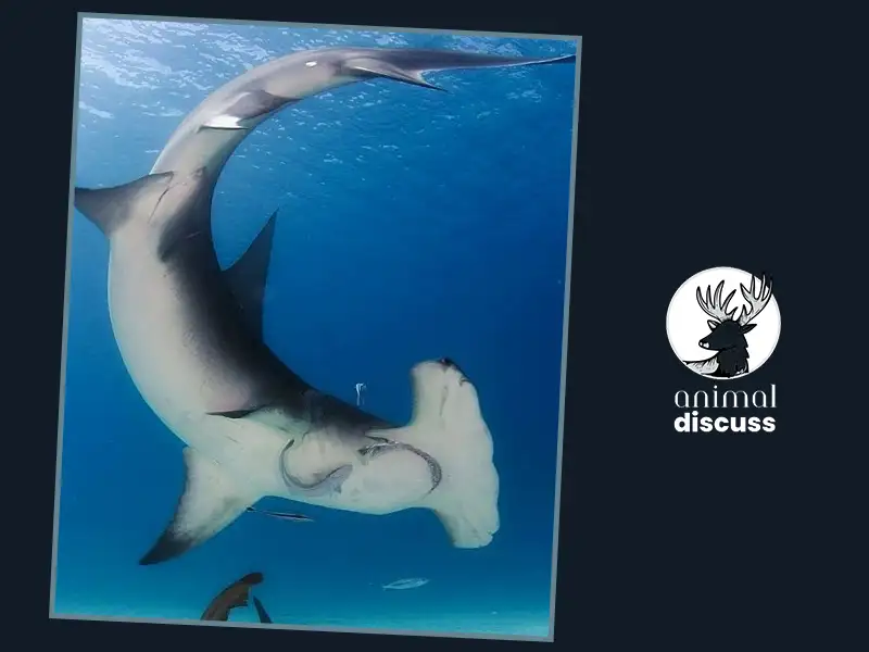 What Are the Physical Features of Hammerhead Sharks