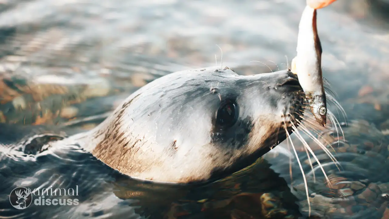 Harp Seal Foods And Diet Habits: What Do Harp Seal Eat?