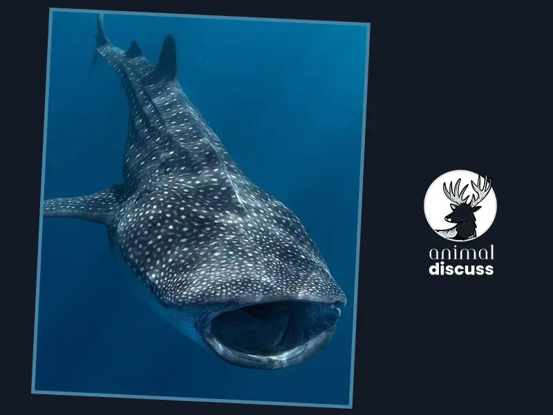 What Do Whale Sharks Eat