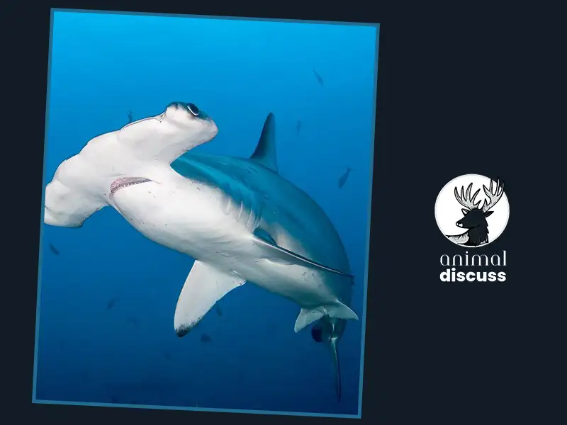What Factors Affect Hammerheads While Choosing Their Food