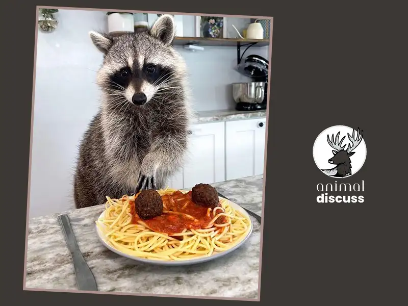 What Food Do Raccoons Like to Eat