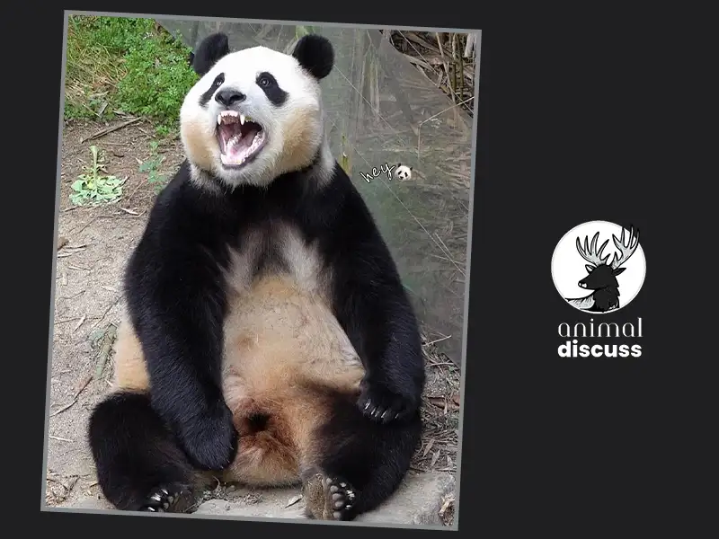 What Is the Conservation Status of Panda